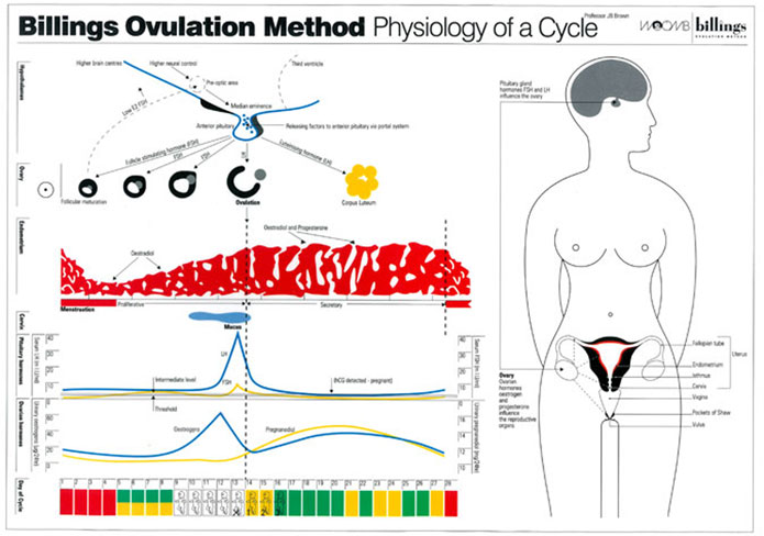 Fisiología del Ciclo