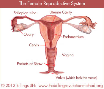 El Sistema Reproductivo Femenino